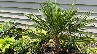 Planting the Cold Hardy Windmill Palm In New Jersey