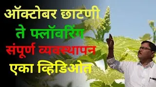 ऑक्टोबर छाटणी ते फ्लॉवरिंग - संपूर्ण व्यवस्थापन एका व्हिडिओत 