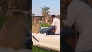 Humaid Albuqaish #154 🐅🐅 #car #dog #china #home #football #محمدصلاح #dubai #منزل #tiger #حيوانات