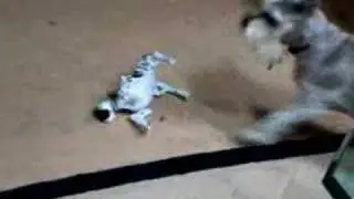 Dog vs Robopet round 2