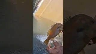 This is a pretty fish #longearsunfish #fishing #bluegill