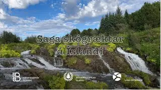 Saga skógræktar á Íslandi