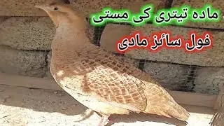 mada teeter ki masti full saizz mada teeter mada ki Voice