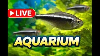 Live Aquarium &ndash; Relaxing Freshwater Fish Tank | Tetras & Plants