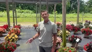 iCandy Begonias at Lucas Greenhouse's Summer Trials