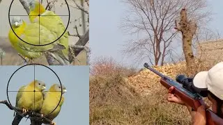 Hunting season 2018 Green pegion Halyer with Diana 34 Classic.