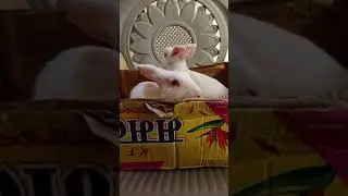 funny Rabbit