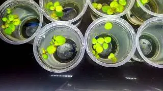 Instant live worms for betta - NO starter needed...!!(English Sub)
