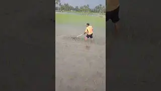 Nyiang Gulma Padi Pakai Landak #215 #padi #anakcaping