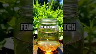 DIY Algae Growth Experiment