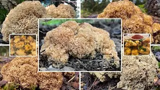 Krause Glucke Verwechslung & Zubereitung | Cauliflower Mushroom, Riesenmorchel | Sparassis crispa