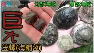 [挖挖樂]  南部超巨大笠螺(海鋼盔)挖掘與料理2018/02/台灣69J釣魚俱樂部(69J FishingClub)