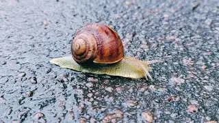 Mega Speed ​​Snail Turbo Snail &raquo;