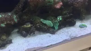 Dirty coral sand releases more calcium and buffers