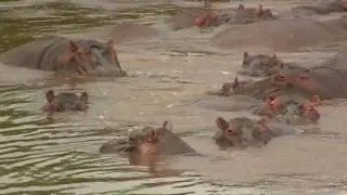 Amphibious Animals: Hippos. Амфибиотичные виды: БЕГЕМОТ (2454sp)