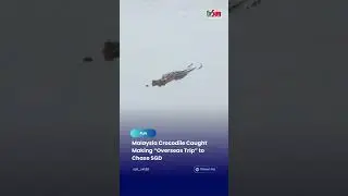 Malaysia Crocodile Caught Making &ldquo;Overseas Trip&rdquo; to Chase SGD