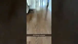 My Cat Follows Me Everywhere