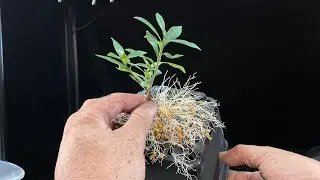 Artesan&iacute;a en plantones para bonsai