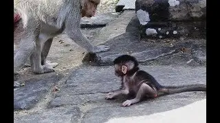 The Best First Step Mom Monkey Teach Her Baby Walk. MV 0188