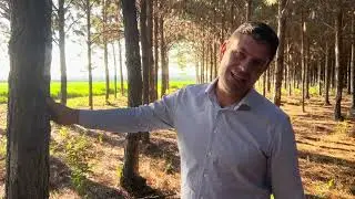 Extra&ccedil;&atilde;o de resina de pinnus