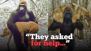 This Veterinarian Discovered Bigfoot Bringing Injured Animals to His Clinic