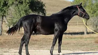 2024 Irish x Dutch Warmblood Colt Vancelot. Available. 