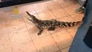 La Guardia Civil interviene en Sant Vicenç de Montalt reptiles catalogados como especies protegidas