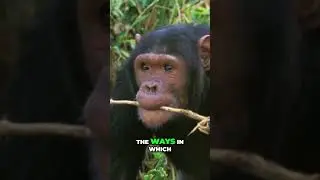 Why Chimpanzees Using Tools Changes Everything