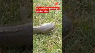 DI LOKASI INI IKAN GABUS BABON NYA GA ABIS ABIS GEAS😱#fishing #mancingngasruk #gabussuper