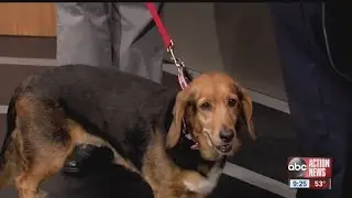 ABC Action News: Weekend Edition