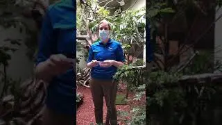 Ask the Expert: Andean Cock-of-the-Rock!