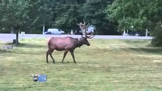 Elk Sighting Becoming More Common in Maggie Va
