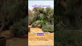 Exotic Rare imported plants at cheapest price in Dubai. #viralvideo