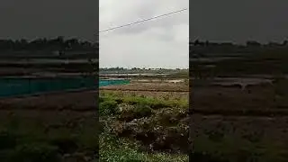 Live Siang | Suasana Sawah Siang Hari