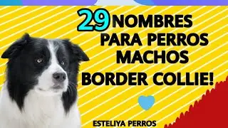 29 NOMBRES PARA PERROS MACHOS BORDER COLLIE! Super lindos!