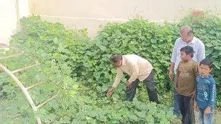 #organic#kitchengarden#2025#mppskothapalli#gsp#nse#school#