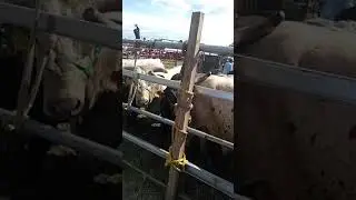 Mini bucking bull