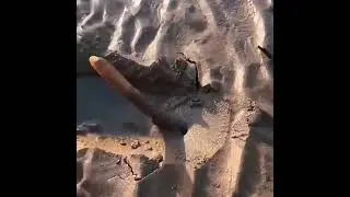 Mysterious Mud Creature