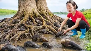 Catching 100KG of Clams in the Wild –  From Wilderness to Market | A Peaceful Life