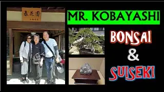 MR. KOBAYASHI BONSAI & SUISEKI