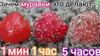 Таймлапс МУРАВЬИ против ПОМИДОРА 4К Timelapse ANTS vs TOMATOES
