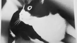 LA MORTE  NON ESISTE! testimonianza di reincarnazione di Matteo...il mio gatto.