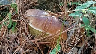 Brotadón de níscalos y boletus!!! Madrid 2024