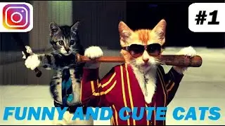Cute and Funny Cats! - Instagram Compilation - December 2020 #1