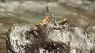 AP- Scientists discover 14 new species of dancing frogs in Kerala