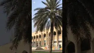 BIRD WATCHING UNDER THE DATES TREE