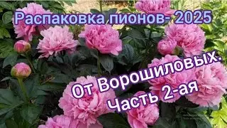Пионы от Ворошиловых-2025. 2-ая часть.