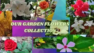 Colorful garden flowers/எங்கள் வீட்டு தோட்டம்/Blooming garden flowers/our backyard garden flowers..