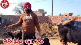 All animal for sale- ਸਾਰੇ ਪਸ਼ੂ ਵਿਕਾਉ 
