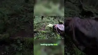 New Trail Camera Location! See What We Catch! #shorts